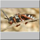 Epeolus variegatus - Filzbiene w001b 7mm - OS-Wallenhorst-Sandgrube-det.jpg